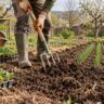 Grădinar care afânează solul între răsaduri la începutul sezonului